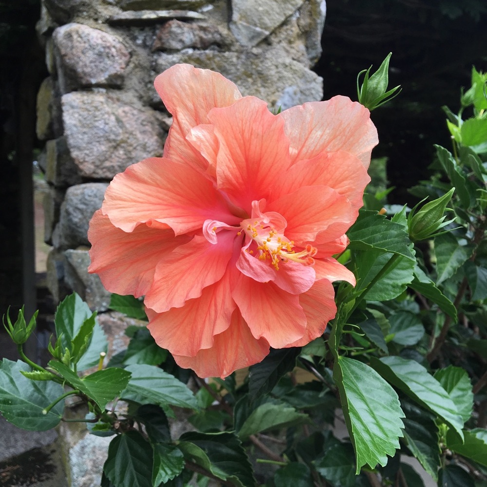 Meet your Posher, Pauline